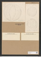 Campylodiscus thuretii Breb. (de-Toni-Nr.: Genus 57, Species 2482) Zeichnungen Sammlung Grunow Nr. 4986 (NHMW-BOT-W0373225)